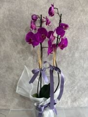 Mor Renkli Çift Dal Orkide Çiçeği Beyaz Buket Kağıtta