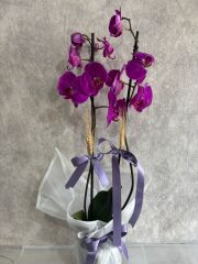 Mor Renkli Çift Dal Orkide Çiçeği Beyaz Buket Kağıtta
