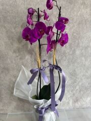 Mor Renkli Çift Dal Orkide Çiçeği Beyaz Buket Kağıtta