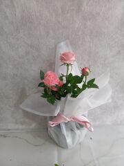 Beyaz Buket Kağıdında Saksıda Pembe Çardak Gül