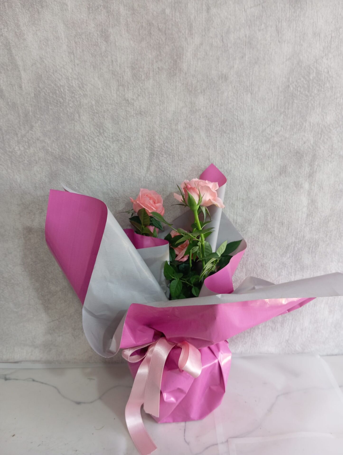 Saksıda Pembe Çardak Güller