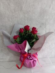 Saksıda Kırmızı Gül