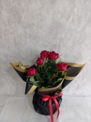 Siyah Kağıtta Saksıda Kırmızı Güller