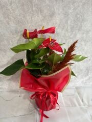 Kırmızı Buket Kağıtta Antoryum Çiçeği
