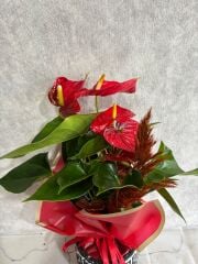 Kare Desenli Saksıda Kırmızı Antoryum Çiçeği