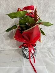 Kare Desenli Saksıda Kırmızı Antoryum Çiçeği