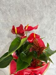 Geometrik Çizgili Saksıda Kırmızı Antoryum Çiçeği Adana çiçek