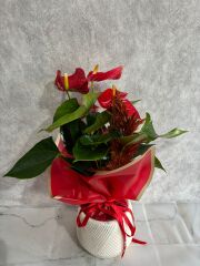 Geometrik Çizgili Saksıda Kırmızı Antoryum Çiçeği