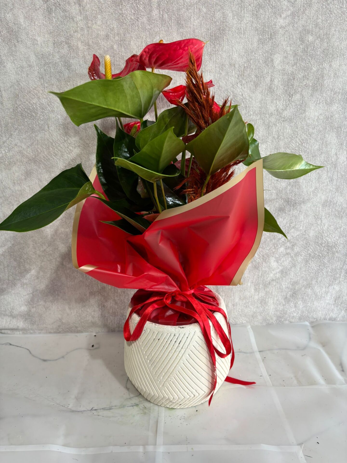 Geometrik Çizgili Saksıda Kırmızı Antoryum Çiçeği