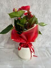 Geometrik Çizgili Saksıda Kırmızı Antoryum Çiçeği Adana çiçek