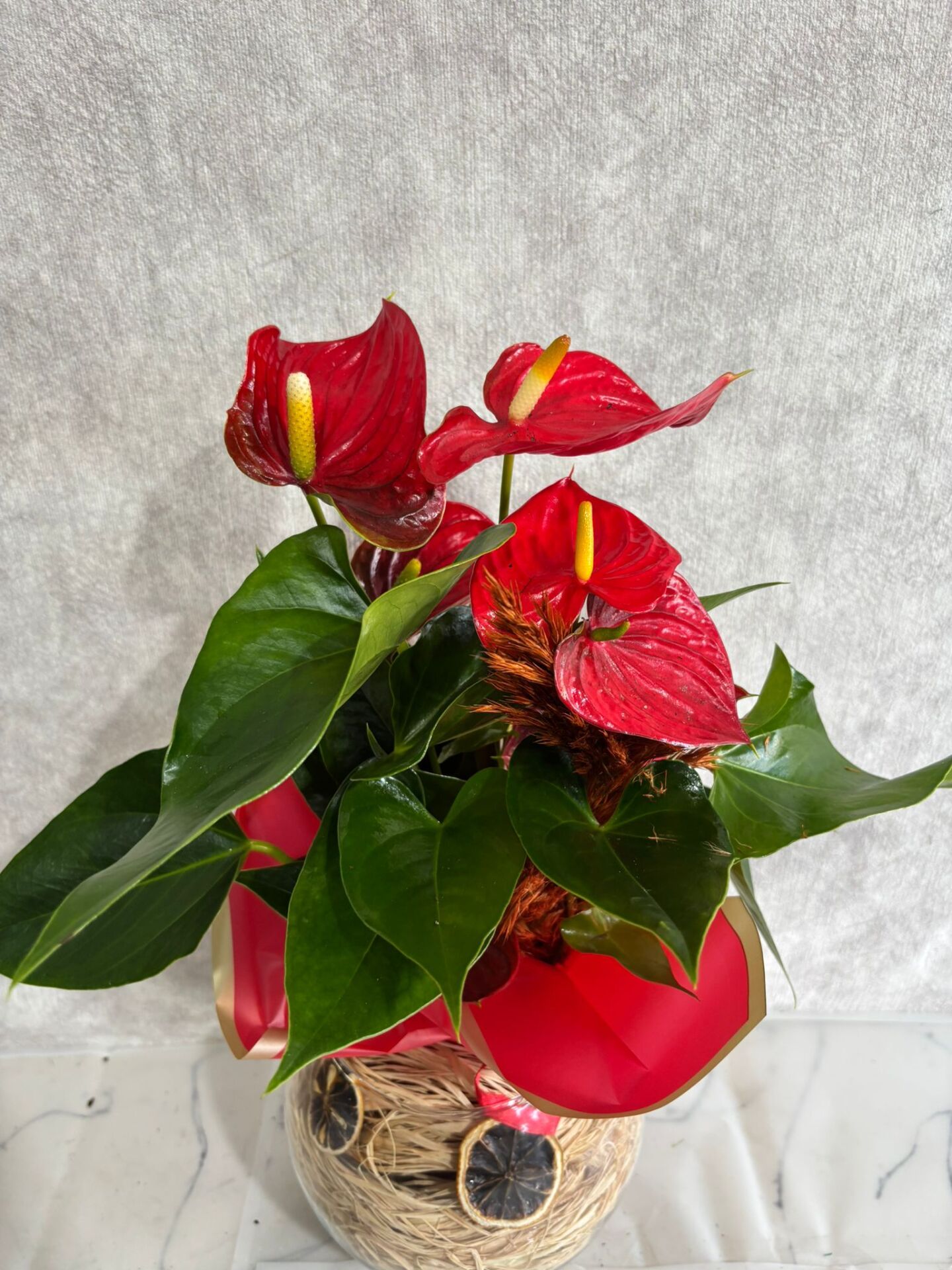 Akvaryum Cam Vazoda Özel Hazırlanmış Antoryum Çiçeği