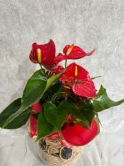 Akvaryum Cam Vazoda Özel Hazırlanmış Antoryum Çiçeği Adana çiçek