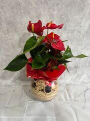 Akvaryum Cam Vazoda Özel Hazırlanmış Antoryum Çiçeği Adana çiçek