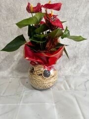 Akvaryum Cam Vazoda Özel Hazırlanmış Antoryum Çiçeği Adana çiçek