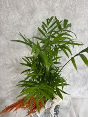 Kare Desenli Saksıda Chamadora Bitkisi