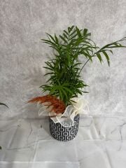 Kare Desenli Saksıda Chamadora Bitkisi Adana çiçek