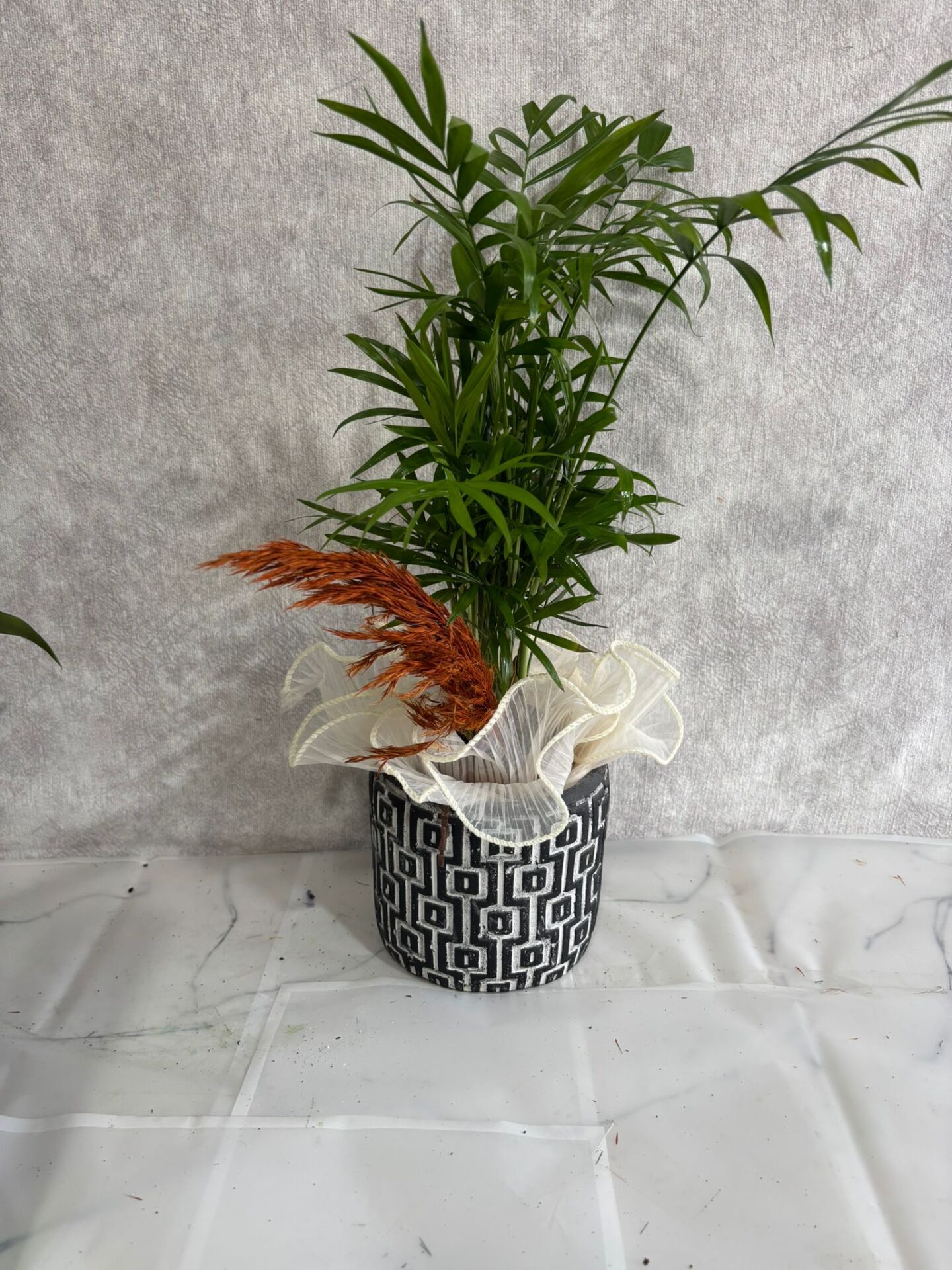 Kare Desenli Saksıda Chamadora Bitkisi Adana çiçek