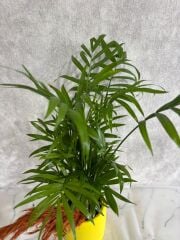 Sarı Çiçek Saksıda Chamadora Bitkisi Çiçeği