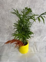 Sarı Çiçek Saksıda Chamadora Bitkisi Çiçeği Adana çiçek