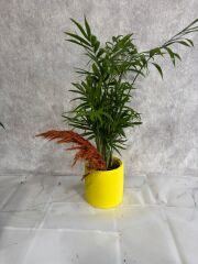 Sarı Çiçek Saksıda Chamadora Bitkisi Çiçeği Adana çiçek