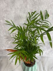 Turkuaz Renkli Saksıda Chamadora Bitkisi