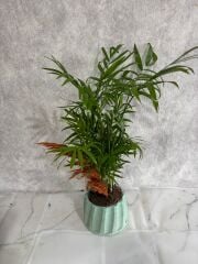 Turkuaz Renkli Saksıda Chamadora Bitkisi Adana çiçek