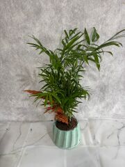 Turkuaz Renkli Saksıda Chamadora Bitkisi Adana çiçek