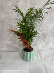 Turkuaz Renkli Saksıda Chamadora Bitkisi