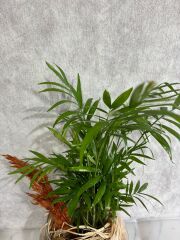 Akvaryum Cam Vazoda Chamadora Bitkisi Adana çiçek