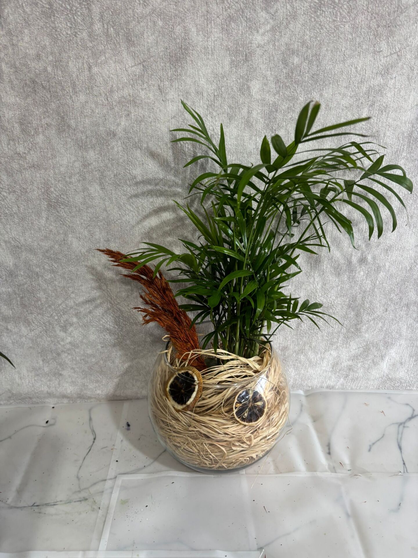 Akvaryum Cam Vazoda Chamadora Bitkisi Adana çiçek