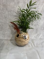 Akvaryum Cam Vazoda Chamadora Bitkisi Adana çiçek