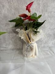 Kırmızı Antoryum Çiçeği Adana çiçek