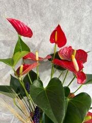 Kırmızı Antoryum Çiçeği Adana çiçek
