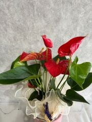 Pembe Saksıda Kırmızı Antoryum Çiçeği Adana çiçek