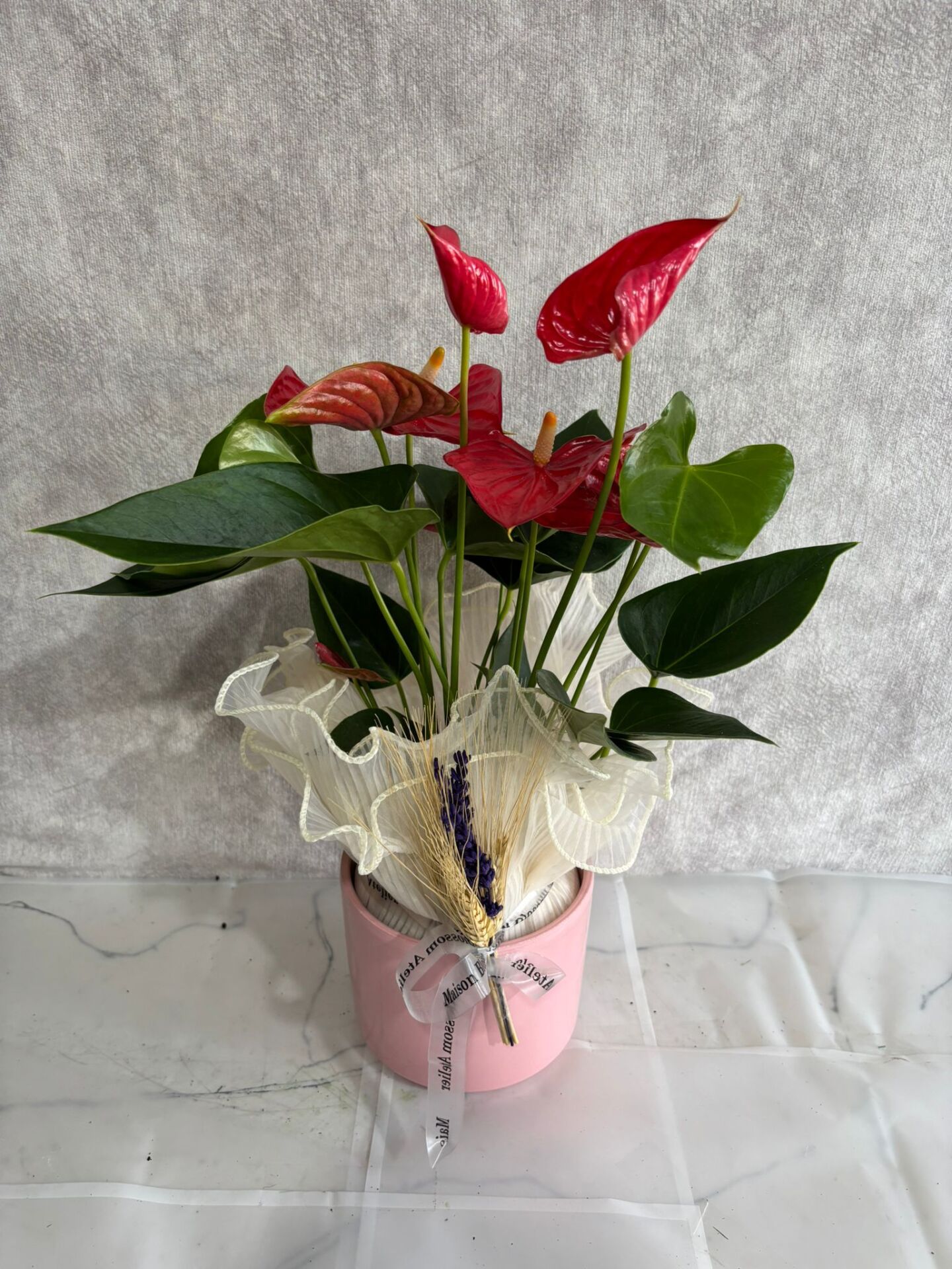 Pembe Saksıda Kırmızı Antoryum Çiçeği Adana çiçek