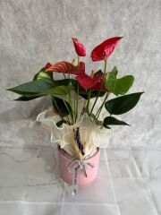 Pembe Saksıda Kırmızı Antoryum Çiçeği Adana çiçek