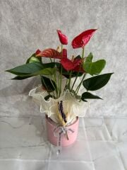 Pembe Saksıda Kırmızı Antoryum Çiçeği Adana çiçek
