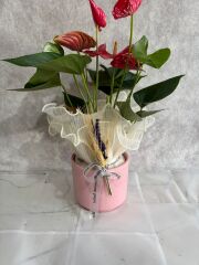 Pembe Saksıda Kırmızı Antoryum Çiçeği Adana çiçek