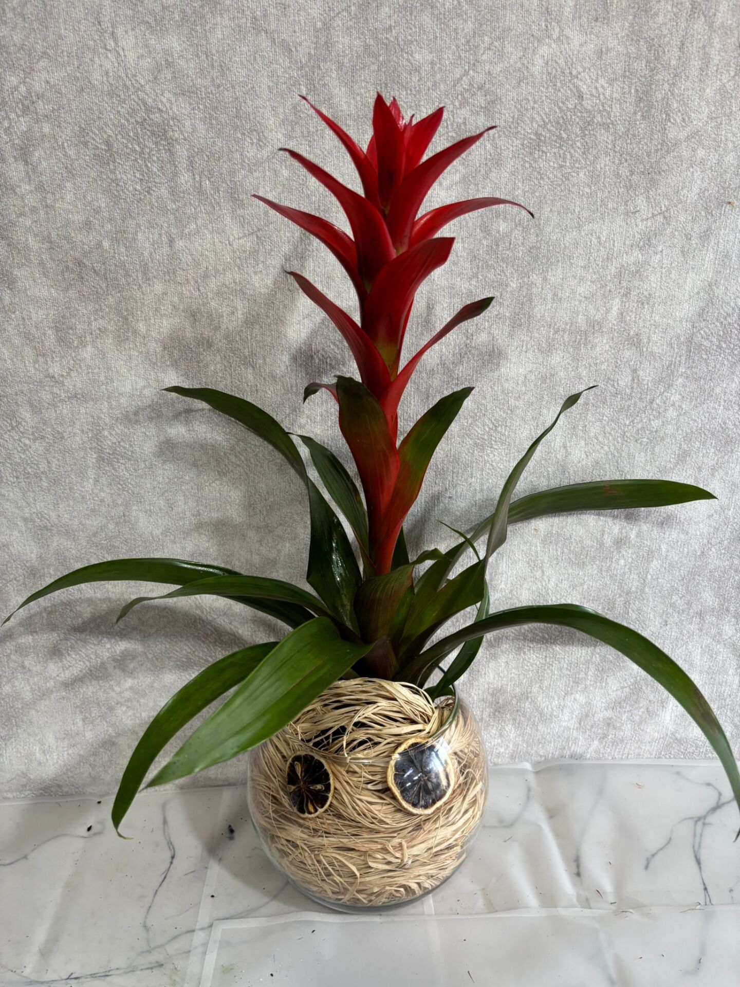 Akvaryum Cam Vazoda Guzmania Çiçeği