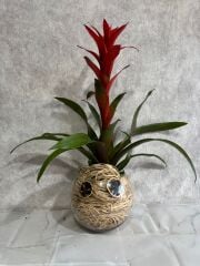 Akvaryum Cam Vazoda Guzmania Çiçeği Adana çiçek