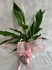 Pembe Buket Kağıdında Spatifilyum Barış Çiçeği