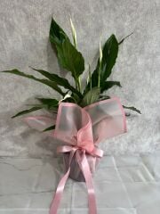 Pembe Buket Kağıdında Spatifilyum Barış Çiçeği