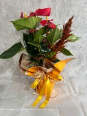 Sarı Buket Kağıtta Antoryum Çiçeği Adana çiçek