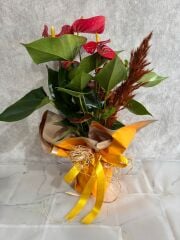 Sarı Buket Kağıtta Antoryum Çiçeği Adana çiçek