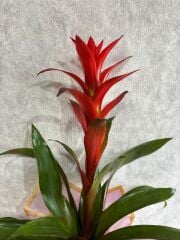 Pembe Buket Kağıdında Guzmania Çiçeği Adana çiçek