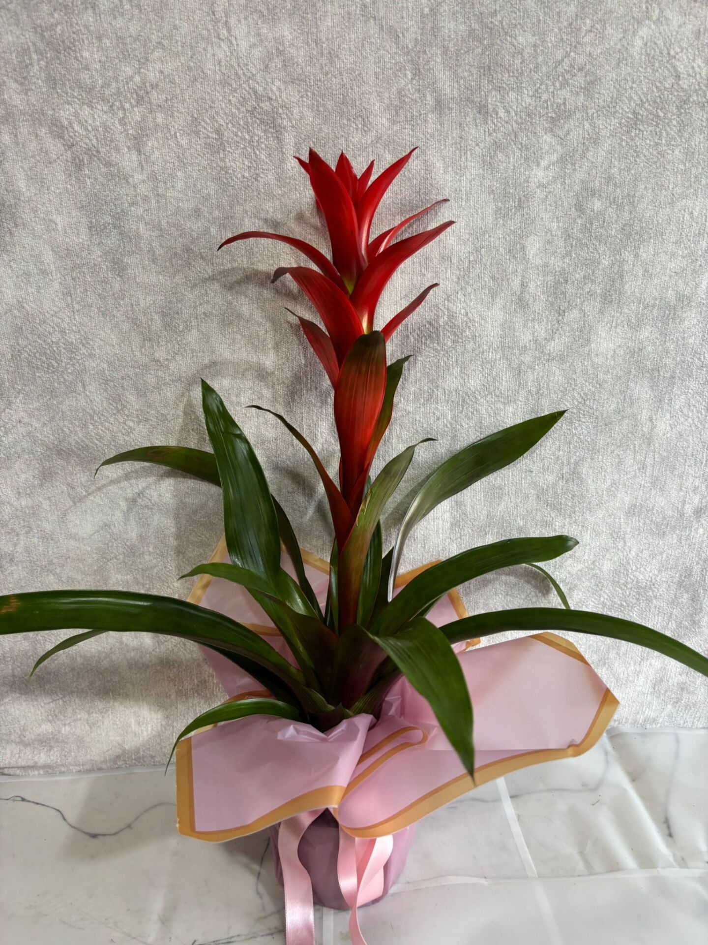 Pembe Buket Kağıdında Guzmania Çiçeği Adana çiçek