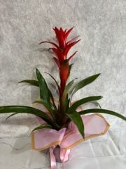 Pembe Buket Kağıdında Guzmania Çiçeği