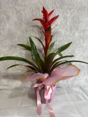 Pembe Buket Kağıdında Guzmania Çiçeği