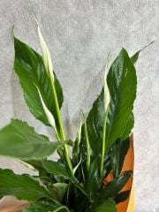 Sarı Renkli Buket Kağıtta Spatifilyum Barış Çiçeği Adana çiçek