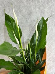 Sarı Renkli Buket Kağıtta Spatifilyum Barış Çiçeği Adana çiçek